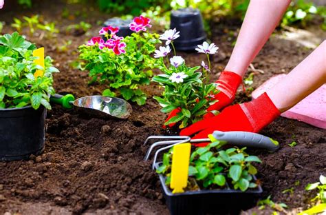 今から植える花 プランター、そして宇宙の果てまで